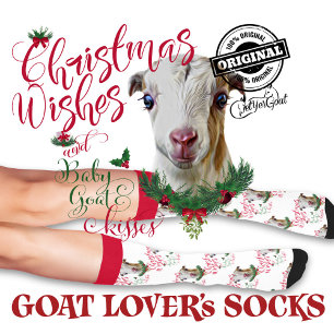 Christmas LaMancha Baby Goat wünscht sich Socken