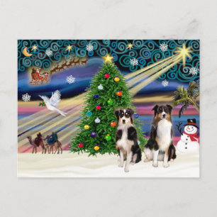 Christmas Magic Australian Shepherds (zwei, 6-7) Feiertagspostkarte