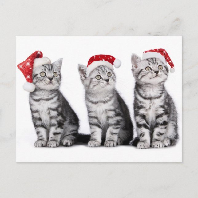 Christmas Niedlich Kitten Postcard Feiertagspostkarte (Vorderseite)