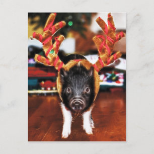 Christmas Pig Postcard Feiertagspostkarte