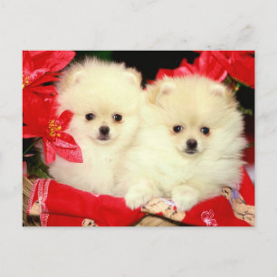 Christmas Pomeranians Feiertagspostkarte