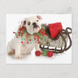 Christmas Puppy - English Bulldog Welppy Sitting Feiertagspostkarte