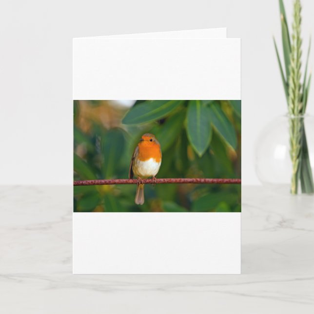 Christmas Robin Feiertagskarte (Vorderseite)