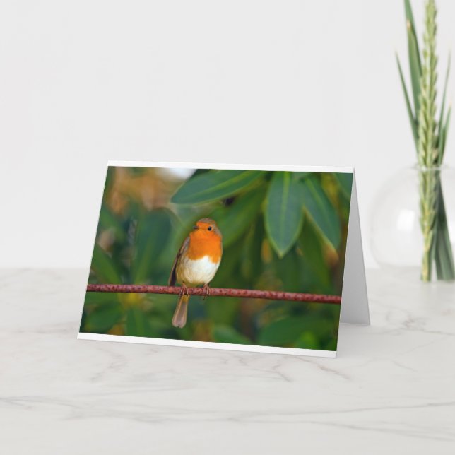 Christmas Robin Feiertagskarte (Vorderseite)