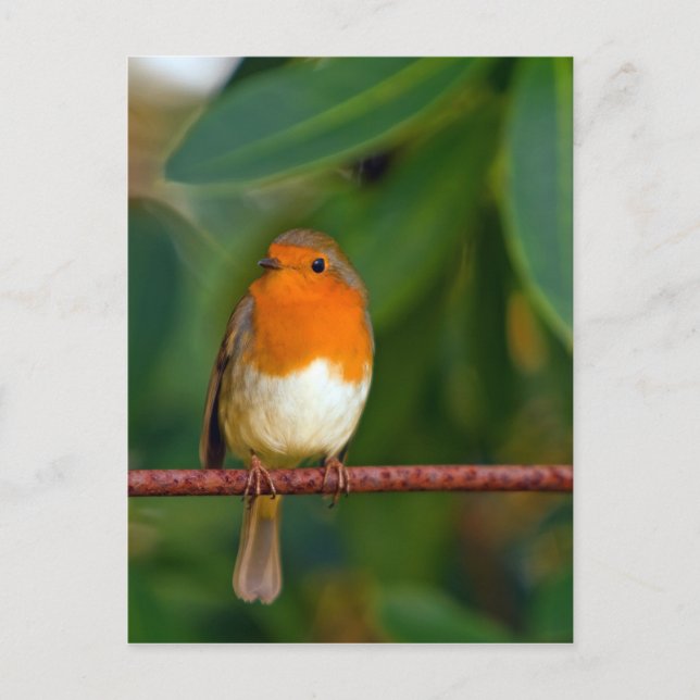 Christmas Robin Feiertagspostkarte (Vorderseite)