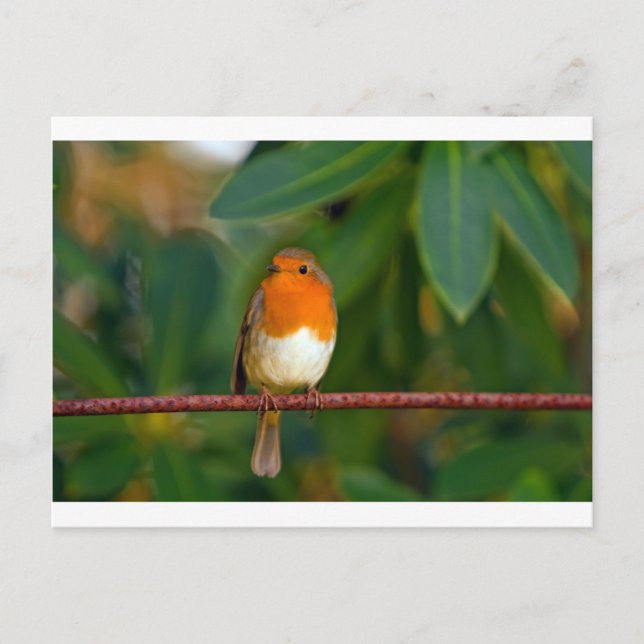 Christmas Robin Feiertagspostkarte (Vorderseite)