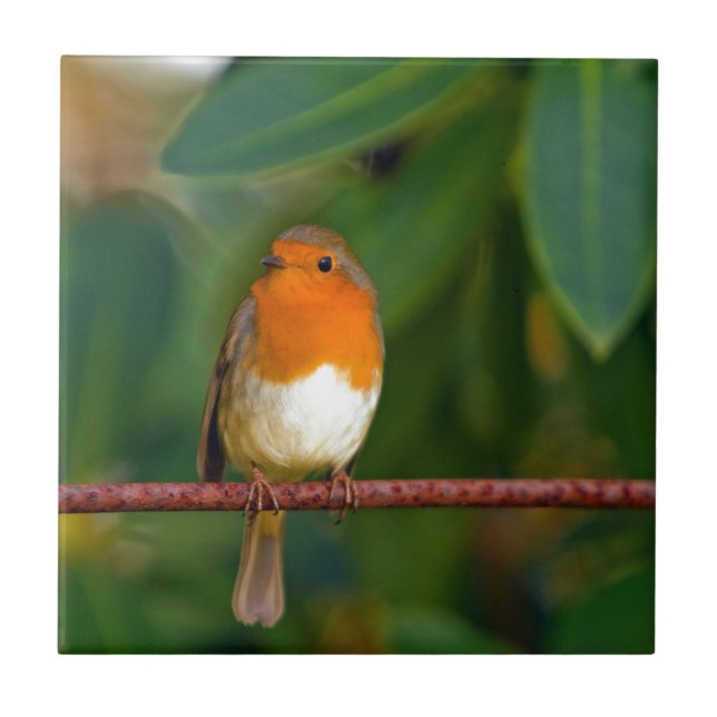 Christmas Robin Fliese (Vorderseite)