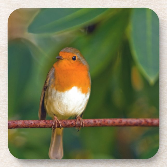 Christmas Robin Getränkeuntersetzer (Vorderseite)