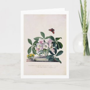 Christmas Rose (Helleborus niger) and Winter Aconi Feiertagskarte