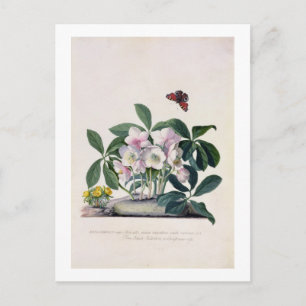 Christmas Rose (Helleborus niger) and Winter Aconi Feiertagspostkarte