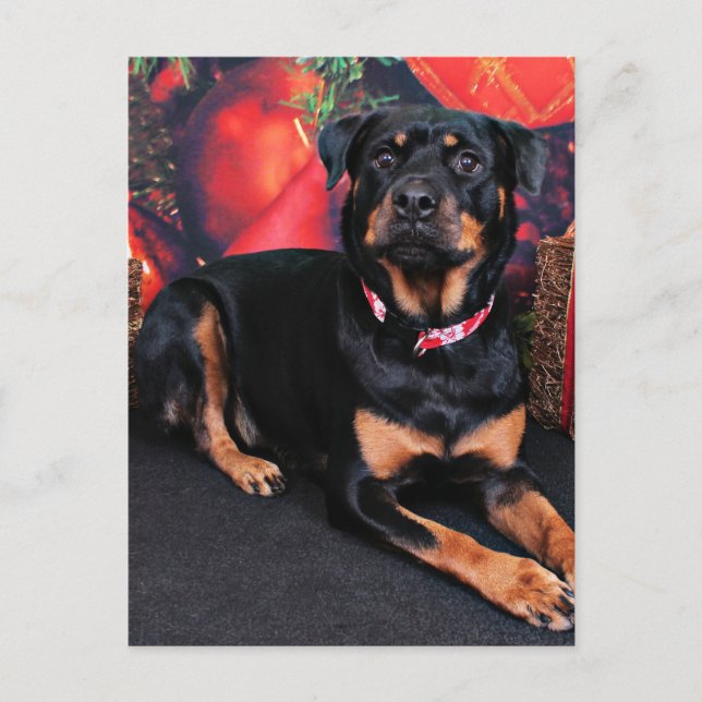 Christmas - Rottweiler - Nalani Feiertagspostkarte (Vorderseite)
