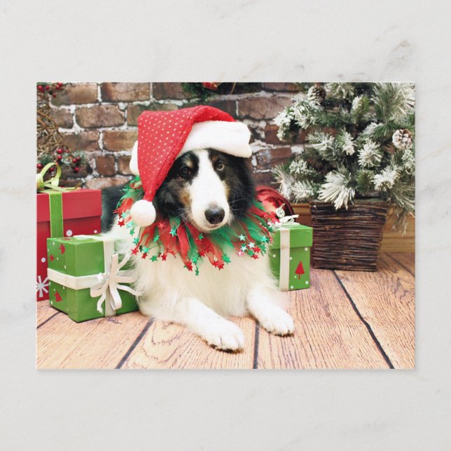Christmas - Sheltie - Bandit Feiertagspostkarte (Vorderseite)