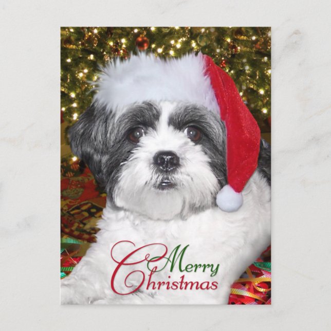 Christmas Shih Tzu Dog Feiertagspostkarte (Vorderseite)