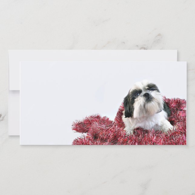 Christmas Shih Tzu Feiertagskarte (Vorderseite)
