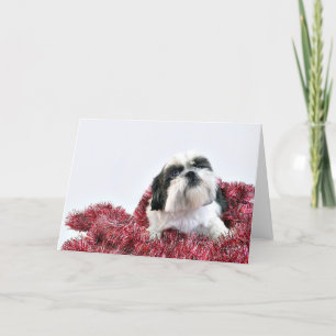 Christmas Shih Tzu Feiertagskarte