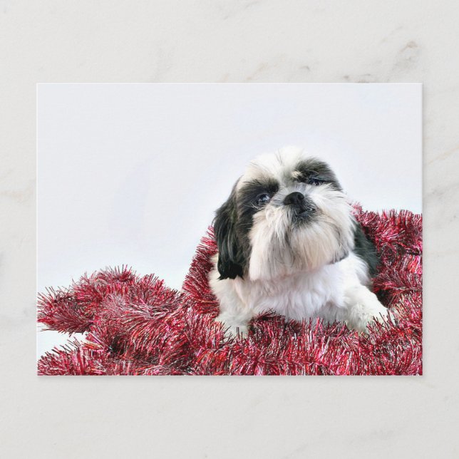 Christmas Shih Tzu Feiertagspostkarte (Vorderseite)