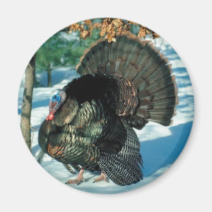 Christmas Turkey Erntedank Bird Winter Wildlife Magnet
