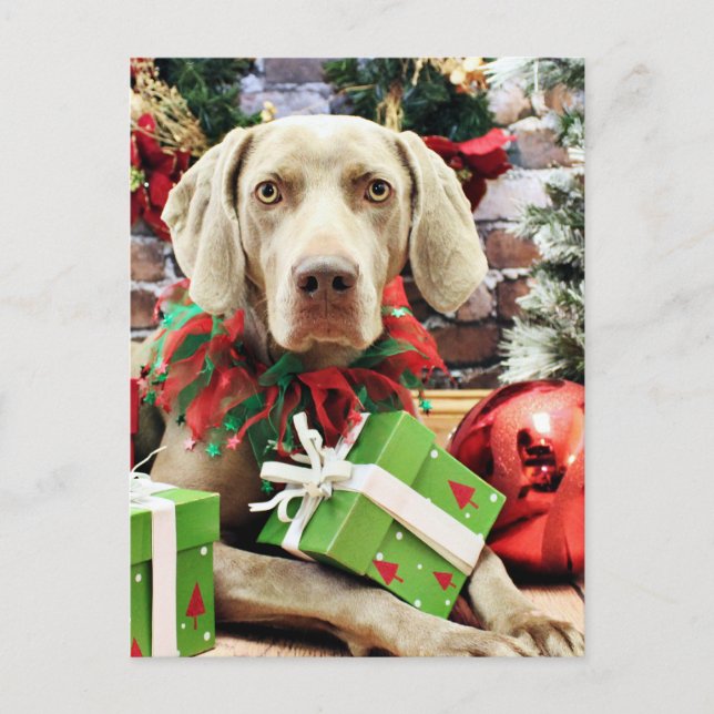 Christmas - Weimaraner - Lucy Feiertagspostkarte (Vorderseite)