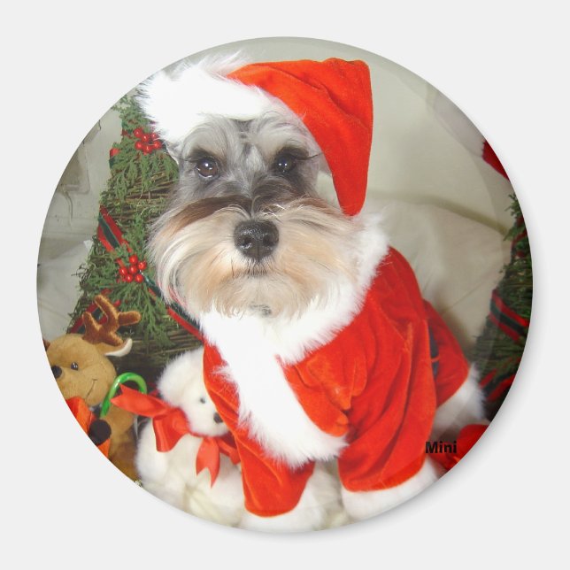 Christmas X'Mas Miniature Schnauzer Magnet (Vorne)