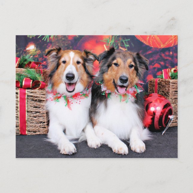 Christmas - Zena & Packer - Shelties Feiertagspostkarte (Vorderseite)