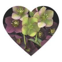 Christrosen-Blüten Botanisches Herz-Sticker