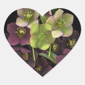 Christrosen-Blüten Botanisches Herz-Sticker Herz-Aufkleber