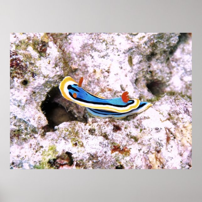 Chromodoris Poster (Vorne)