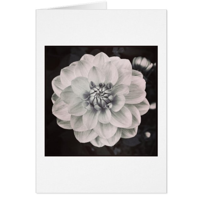 Chrysanthème (Devant)