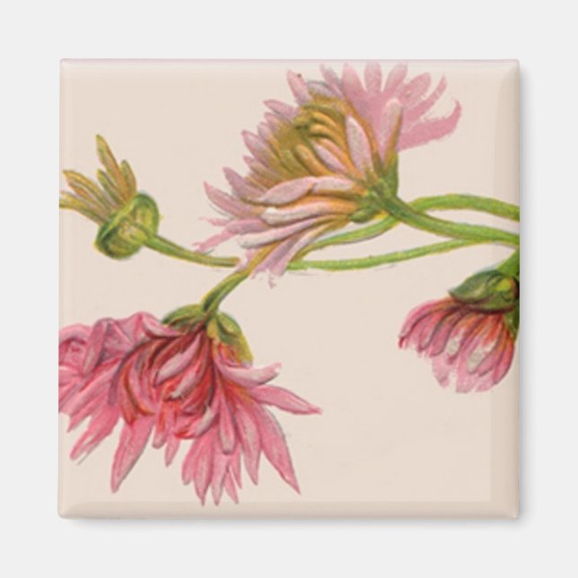 Chrysanthème - Aimant (Devant)