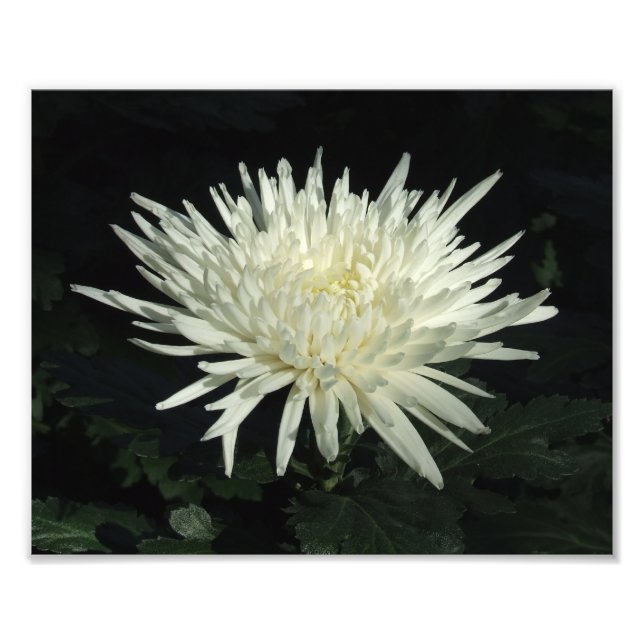 Chrysanthème blanc 10" x 8" Impression photo (Devant)