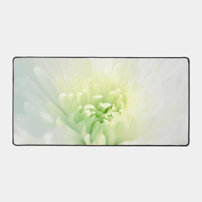 Chrysanthème blanc Belle maman blanche photo (Recto)