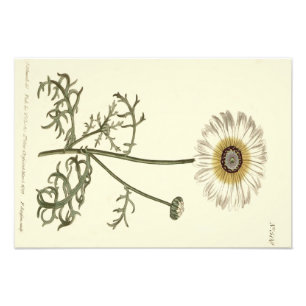 Chrysantheme Dreifarbig Gelbe Illustration Fotodruck