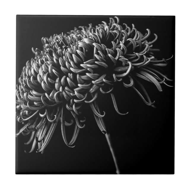 Chrysantheme Fliese (Vorderseite)