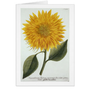 Chrysantheme Indicum von 'Pythanthoza Iconograph