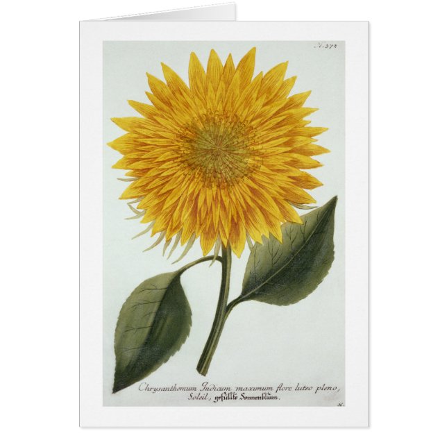 Chrysantheme Indicum von 'Pythanthoza Iconograph (Vorne)
