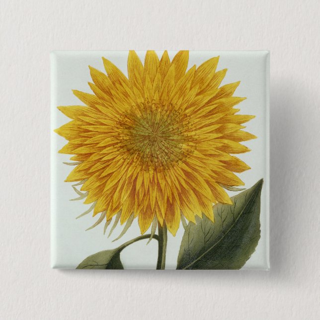 Chrysantheme Indicum von 'Pythanthoza Iconograph Button (Vorderseite)