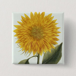 Chrysantheme Indicum von 'Pythanthoza Iconograph Button