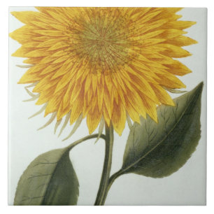 Chrysantheme Indicum von 'Pythanthoza Iconograph Fliese