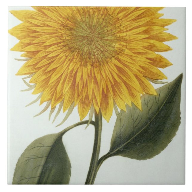 Chrysantheme Indicum von 'Pythanthoza Iconograph Fliese (Vorderseite)