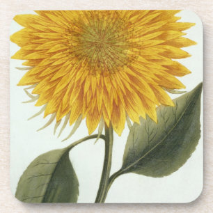 Chrysantheme Indicum von 'Pythanthoza Iconograph Getränkeuntersetzer