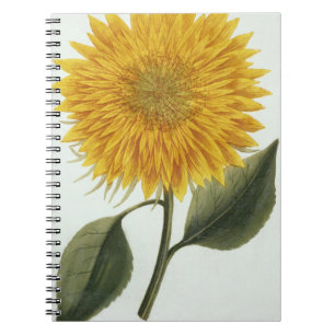 Chrysantheme Indicum von 'Pythanthoza Iconograph Notizblock