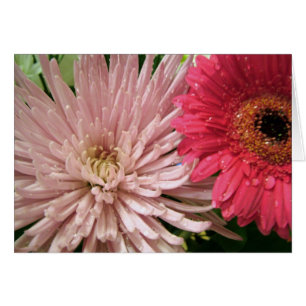 chrysanthème magnifique