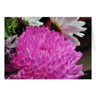 Chrysanthème rose