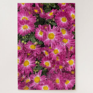 Chrysanthemen blühen im Herbst
