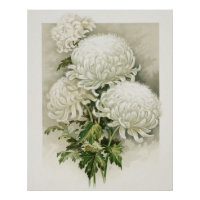 Chrysanthemen - Elegant Vintag