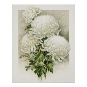 Chrysanthemen - Elegant Vintag Poster