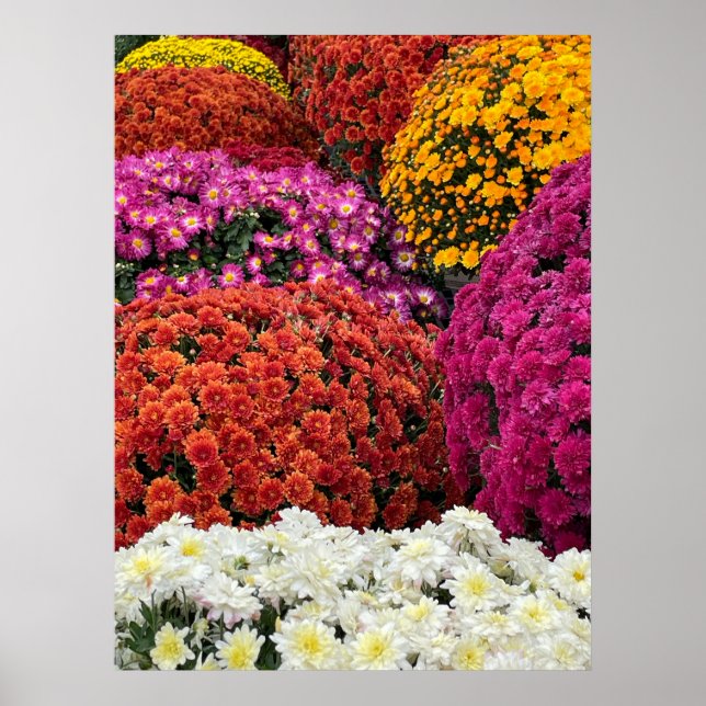Chrysanthemen Poster (Vorne)