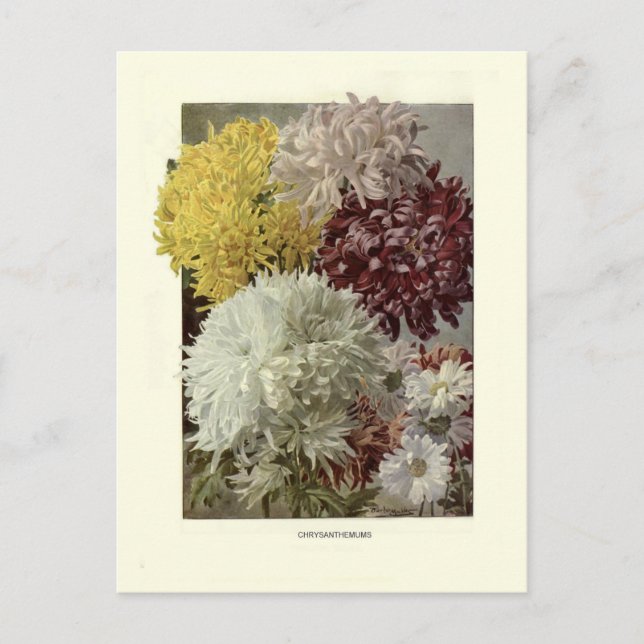 Chrysanthemen Postkarte (Vorderseite)