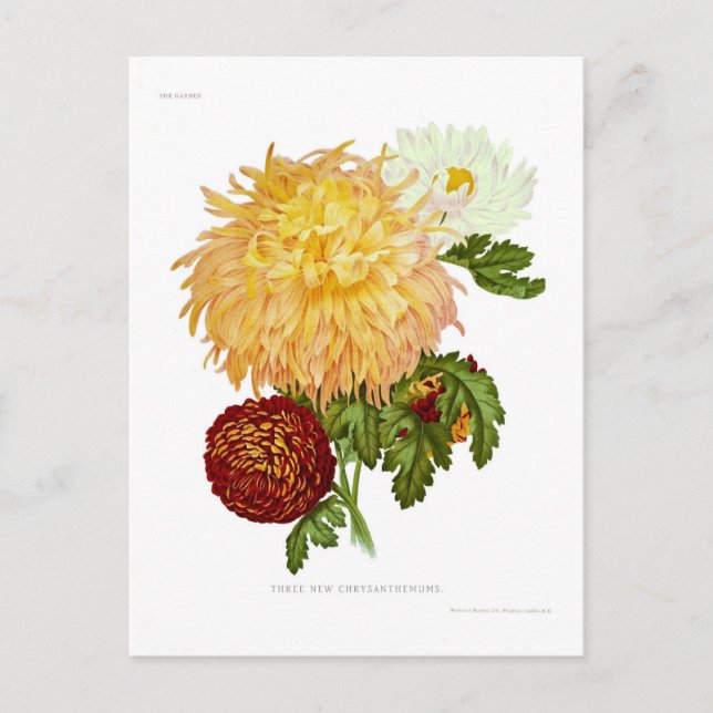 Chrysanthemen Postkarte (Vorderseite)