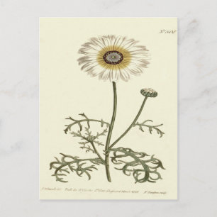 Chrysanthemen-Tricolor-Gelb-Illustration Postkarte